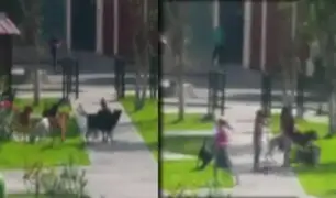 Perros callejeros generan temor en parque de Los Olivos