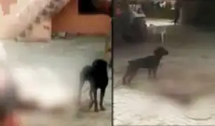 India: Rottweiler mata a su dueño y come parte del cadáver