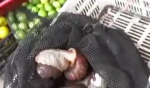 En Tarapoto se consumen caracoles africanos a pesar de advertencias