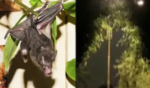 Surco: vecinos preocupados por aparición de murciélagos en parque