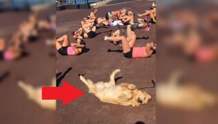 Adorable perro intentando hacer ejercicios junto a su dueña arrasa en Internet