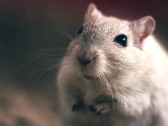 Realizan el primer trasplante exitoso de cabeza en una rata