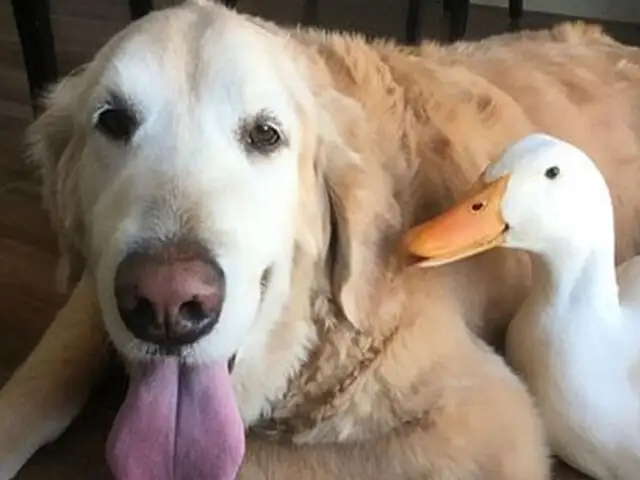 La amistad entre un perro y un pato pekinés que enternece a todos