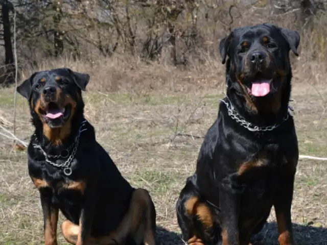 Dos rottweilers mataron a pequeña mascota