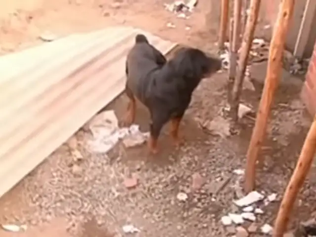 Chorrillos: vecinos temen nuevos ataques de rottweilers