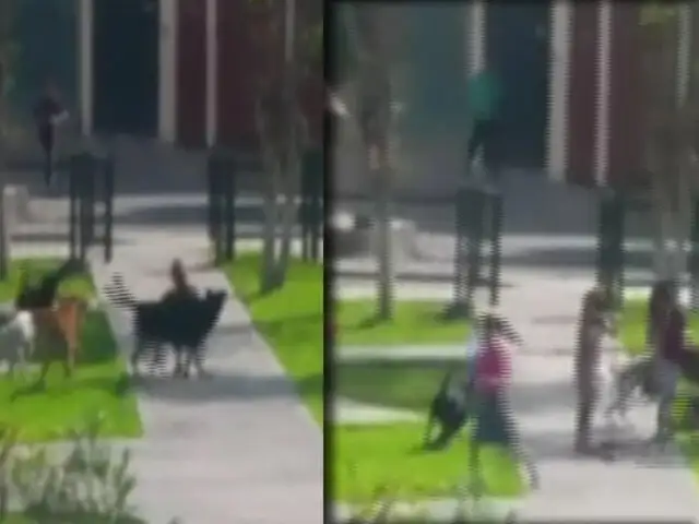 Perros callejeros generan temor en parque de Los Olivos