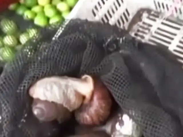 En Tarapoto se consumen caracoles africanos a pesar de advertencias