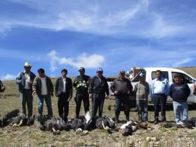 Ayacucho: realizan investigaciones por muerte de seis cóndores