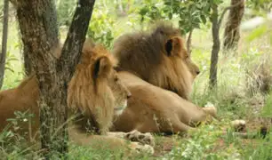 Sudáfrica: decapitan a dos leones que habían sido rescatados en Perú
