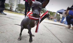 Orgullo nacional: se celebra el día del Perro Peruano