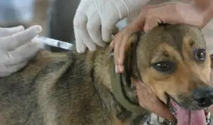 Perú y Bolivia lanzarán campaña antirrábica canina este viernes