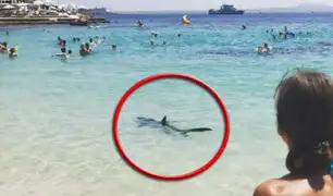 España: tiburón desata pánico entre bañistas en playa de Mallorca