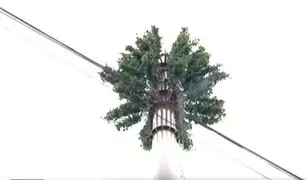 San Borja: antenas de telefonía son camufladas en forma de árboles