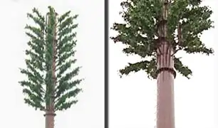 San Borja: municipio se pronuncia por instalación de antenas camufladas como árboles