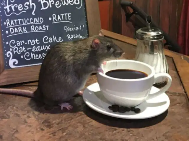 Gran apertura: Estás cordialmente invitado a este café ¡repleto de ratas!