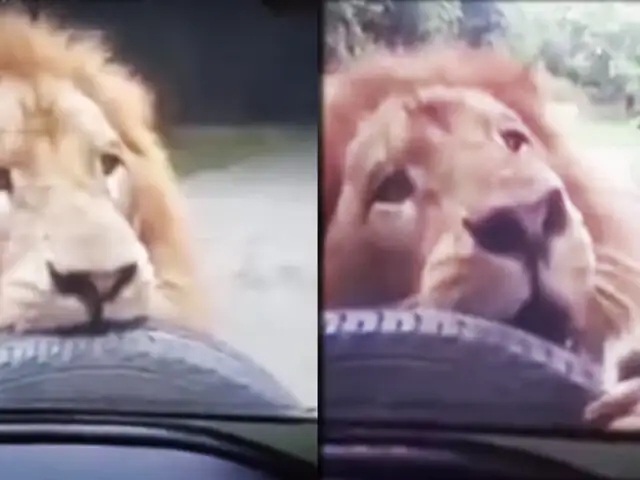 Guatemala: león asusta a visitantes de zoológico al atacar su vehículo