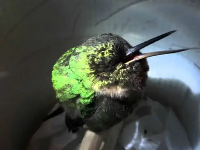 YouTube: El desconcertante y adorable video de un colibrí peruano ‘roncando’ se hace viral