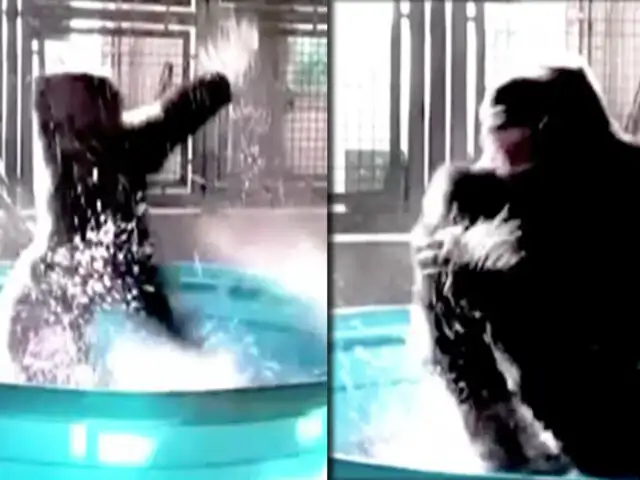 EEUU: gorila causa furor en las redes sociales con baile