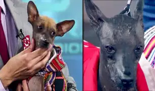 Perro peruano sin pelo, la raza que causa furor en el mundo