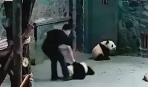 China: cachorros de oso panda son maltratados por sus cuidadores