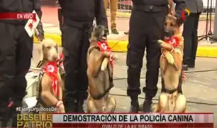Policía canina presentará curioso espectáculo durante Desfile Militar