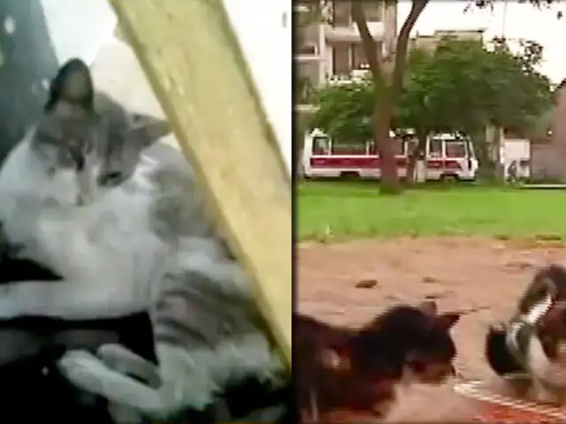 Ate Vitarte: parque es invadido por centenares de gatos abandonados
