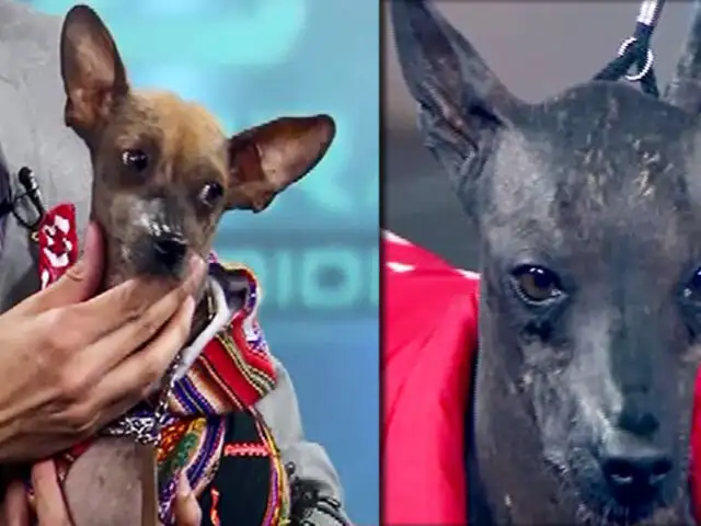 Perro peruano sin pelo, la raza que causa furor en el mundo