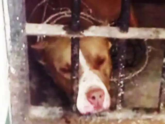 Chimbote: pitbull mata a otro perro y causa pánico en vecinos