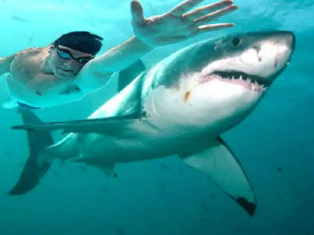 Michael Phelps compitió contra un tiburón blanco y perdió por dos segundos