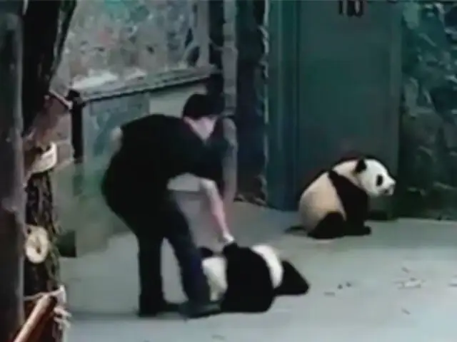 China: cachorros de oso panda son maltratados por sus cuidadores