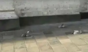 Aparecen palomas muertas en Plaza de Armas de Arequipa