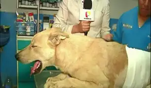 Villa El Salvador: perro se recupera tras ser apuñalado por sujeto