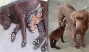 Trujillo: perrita amamanta a dos gatos abandonados y una oveja