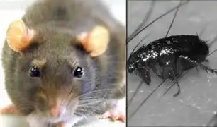 EEUU: encuentran pulgas portadoras de la peste bubónica en Arizona