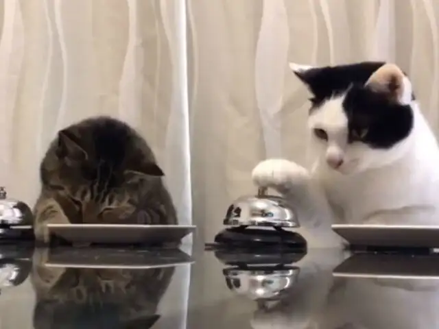 [VIDEO] Estos gatos son muy educados a la hora de almorzar