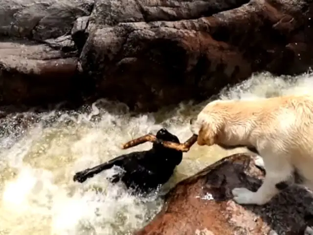 [VIDEO] ¡Impresionante! Un perro salva a su compañero de ahogarse