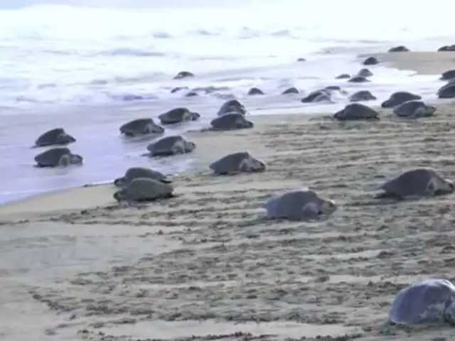 [VIDEO] Miles de tortugas en peligro de extinción llegan a playa protegida