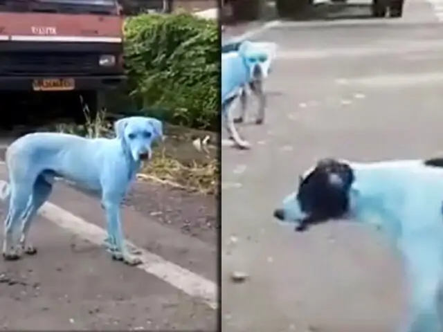 India: perros callejeros se vuelven azules tras nadar en río contaminado