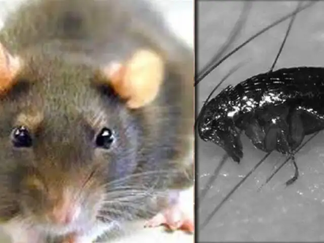 EEUU: encuentran pulgas portadoras de la peste bubónica en Arizona
