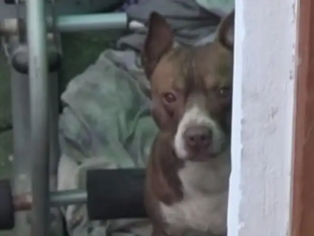 San Isidro: establecen multas a dueños de perros por ladridos excesivos