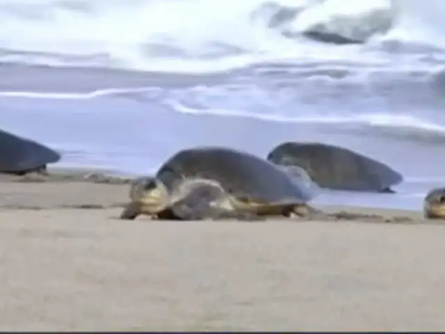 Una legión de tortugas toma esta playa de México, lo que hacen es extraordinario [VIDEO]