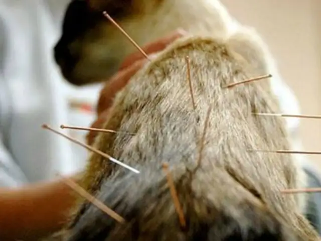 [VIDEO] Nuevo tratamiento para mascotas: la acupuntura