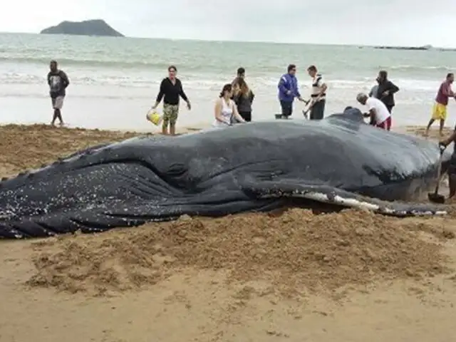 Brasil: 300 personas ayudan a ballena para volver al mar