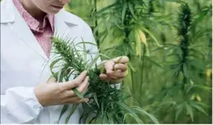 Comisión de Defensa aprobó proyecto de ley para legalizar uso medicinal de la marihuana