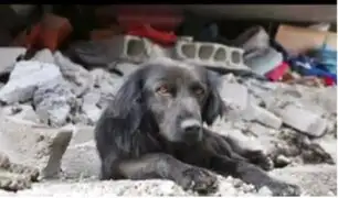 Rescatistas logran salvar a animales tras terremoto en México