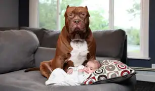 Hulk: el inmenso pitbull  que cuida de un recién nacido