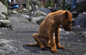 Casi un millón de perros se encuentran abandonados en calles de Lima