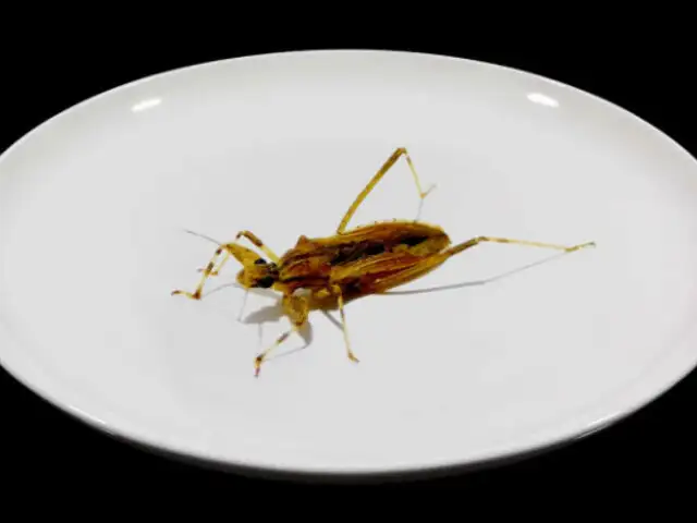 Un evento gastronómico con platillos de insectos toma por asalto Nueva York