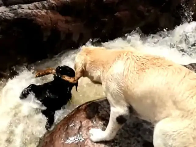 YouTube: El asombroso instante en que un perro salva a su compañero de ser arrastrado por un río [VIDEO]