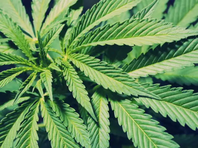 Marihuana medicinal: 10 enfermedades en que esta planta podría ser de ayuda